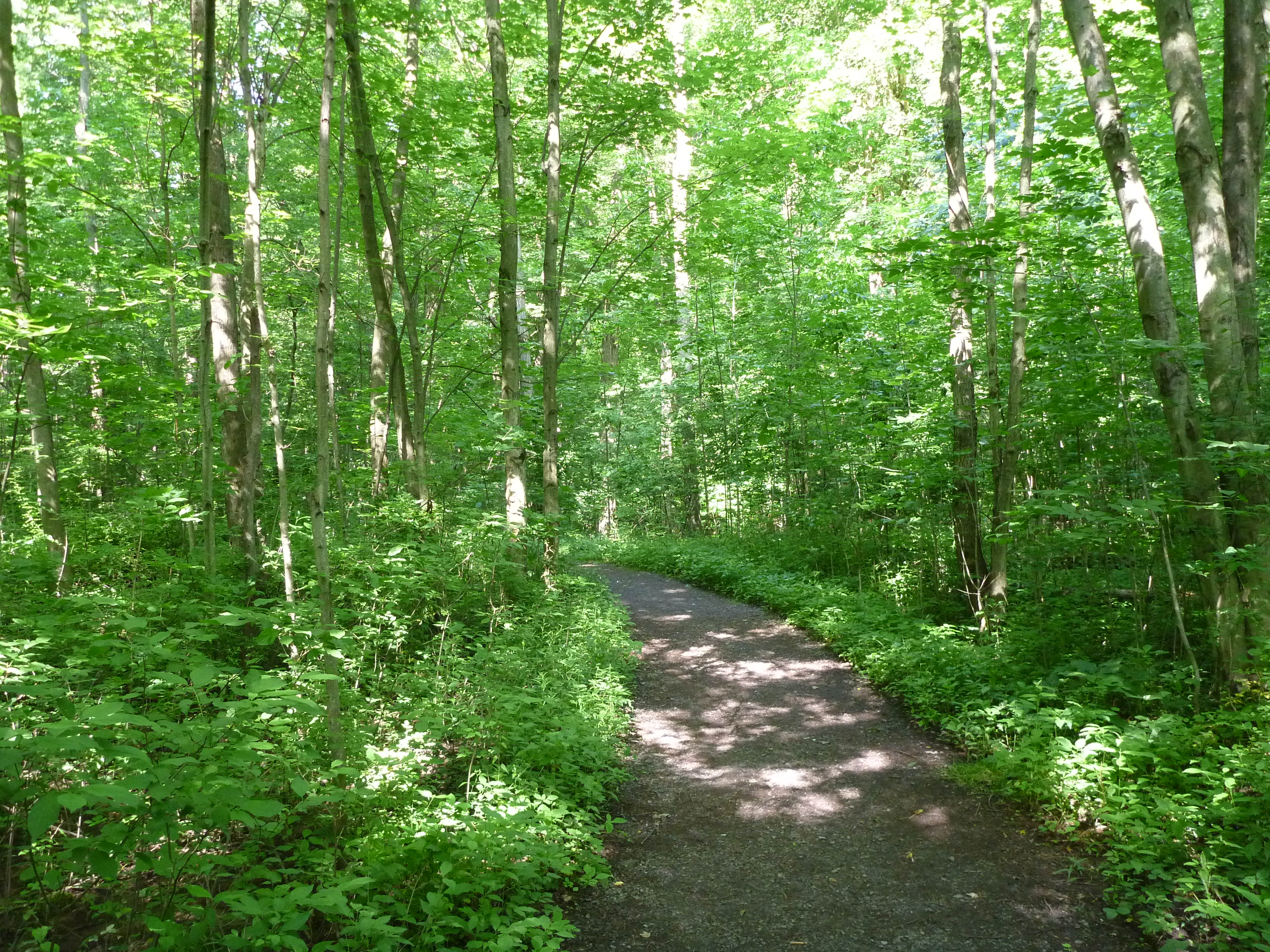 Visiting the Sacred Grove